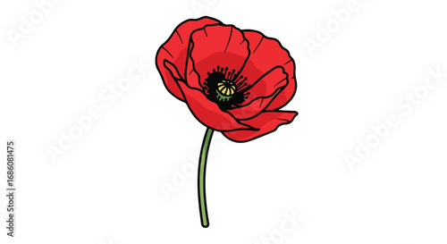 Elegant mediaeval style poppy flower illustration showcasing vibrant red petals with detailed black and yellow center on a clean white background