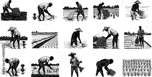 Rice farmer silhouette set, working in paddy field planting harvesting agriculture, black vector illustration, rural farming artwork for village, countryside, food production design collection