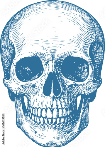 A realistic human skull drawn in detailed pen-and-ink style. Great for Halloween themes, gothic designs, and tattoo art.