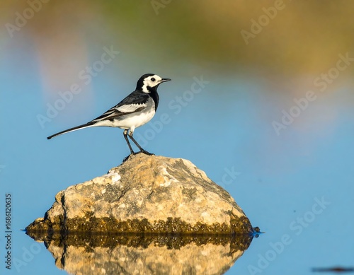 White wagtail on rock, water reflection