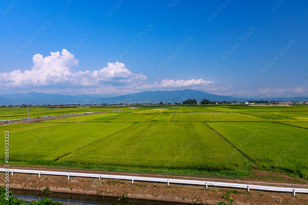 Obraz premium 夏の日差しに輝く田園風景