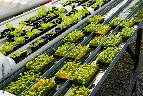 Hydroponic Lettuce Growing in Nutrient Film Technique System