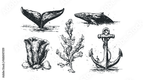 Oceanic Marine Life and Nautical Anchor Elements Collection. Vector hand drawn illustration