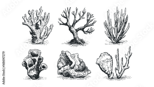 Collection of six unique sea flora and fauna illustrations on a transparent background. Vector hand drawn illustration