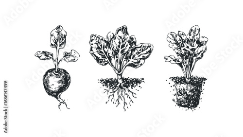 Hand-drawn sketch of three young plants with roots and soil. Vector hand drawn illustration