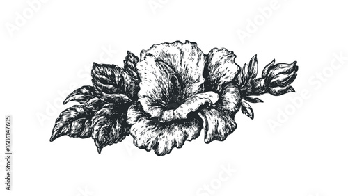 Detailed sketch of a blooming hibiscus flower with leaves and buds on a transparent background. Vector hand drawn illustration