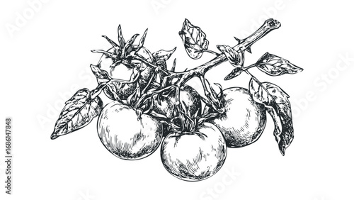 Hand-drawn sketch of ripe tomatoes on a vine with leaves. Vector hand drawn illustration