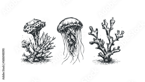Jellyfish and Coral Sketch on Transparent Background. Vector hand drawn illustration