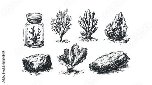 Collection of Marine Life Specimen Drawings on Transparent Background. Vector hand drawn illustration