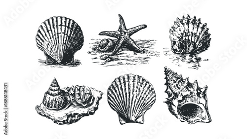 Collection of Hand Drawn Seashells and Starfish on White. Vector hand drawn illustration
