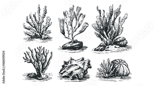 Group of six vintage ink drawings of seaweed and shells on a transparent background. Vector hand drawn illustration