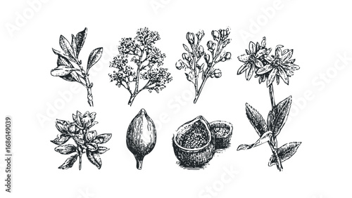 Botanical Sketch Collection of Plants, Flowers, and Seeds. Vector hand drawn illustration