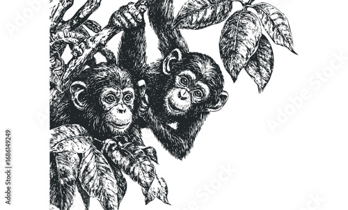Two Chimpanzees Hanging on Tree Branches with Leaves. Vector hand drawn illustration