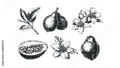 Black and white sketchy collection of fruits and flowers isolated on white. Vector hand drawn illustration