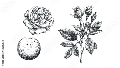 Detailed black and white sketch of a rose and a moon on a transparent background. Vector hand drawn illustration