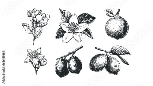 Collection of hand drawn citrus fruit and blossom elements isolated on white. Vector hand drawn illustration