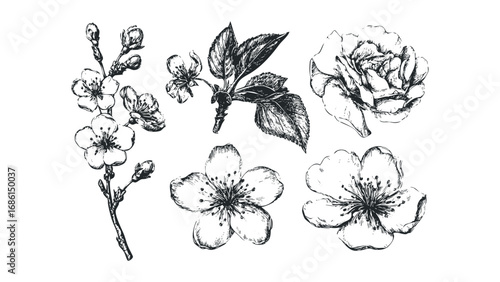 Hand Drawn Plum Blossoms and Leaves. Vector hand drawn illustration