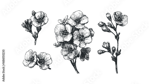 Hand drawn delicate spring blossoms with stems and leaves, isolated on white. Vector hand drawn illustration
