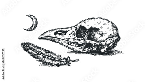 Bird skull and feather with crescent moon isolated graphic. Vector hand drawn illustration