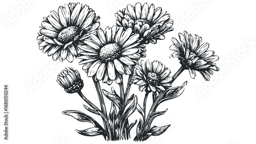 Hand-drawn sketch of blooming daisies with detailed petals and stems. Vector hand drawn illustration