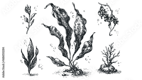 Various Seaweed Varieties and Underwater Flora Sketches. Vector hand drawn illustration