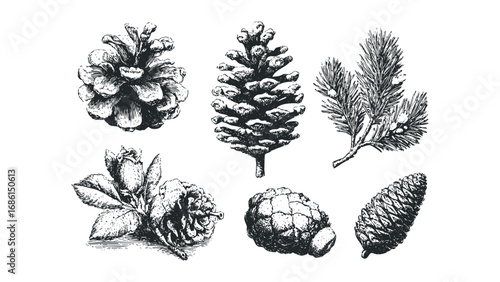 Vintage botanical collection of various pine cones and needles on white. Vector hand drawn illustration