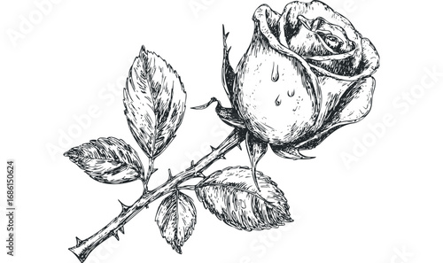 Sketch of a delicate rose with water droplets on its petals and leaves. Vector hand drawn illustration