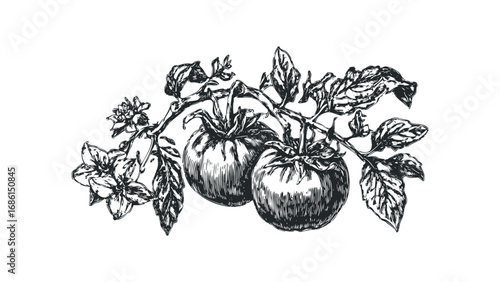 Vintage sketch of ripe tomatoes and flowers on a vine. Vector hand drawn illustration