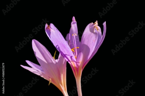 Einzelblüte Herbstzeitlose im August 2025 mit schwarzen Hintergrund