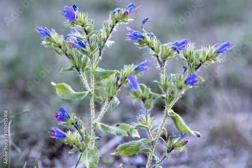 Blauroter Steinsame - Aegonychon purpurocaeruleum