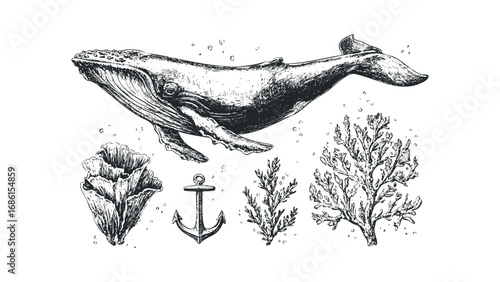 Detailed ink drawing of a humpback whale with marine life and anchor. Vector hand drawn illustration