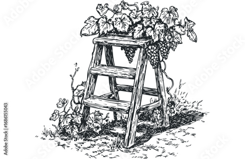 Wooden step ladder with ripe grapes and grapevines on a white background. Vector hand drawn illustration