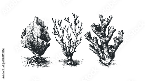 Vintage marine life sketch featuring three distinct coral specimens. Vector hand drawn illustration