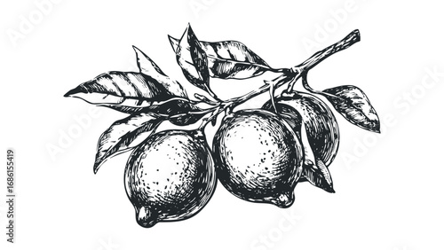 Hand Drawn Sketch of Citrus Fruit Branch with Leaves. Vector hand drawn illustration