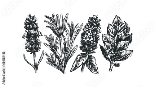 Hand drawn botanical sketch of lavender rosemary and basil sprigs. Vector hand drawn illustration