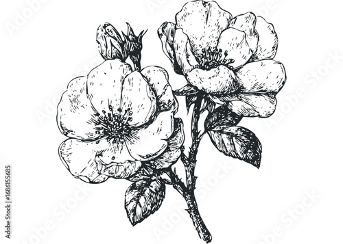 Sketch of two blooming flowers and buds on a stem. Vector hand drawn illustration