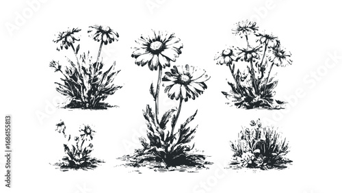 Vintage botanical study of blooming wildflowers in a rough ink sketch style. Vector hand drawn illustration