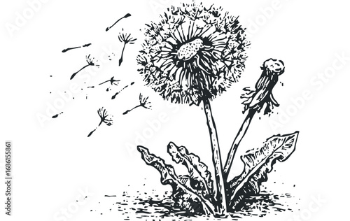 Stylized Ink Dandelion Seed Head with Dispersing Seeds. Vector hand drawn illustration