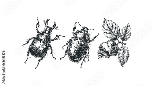 Detailed sketch of two stag beetles and cluster of hop cones. Vector hand drawn illustration
