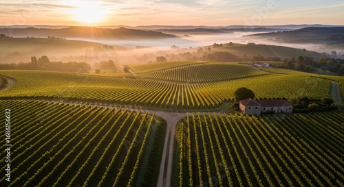 Breathtaking Sunrise Over Rolling Vineyards in the French Countryside