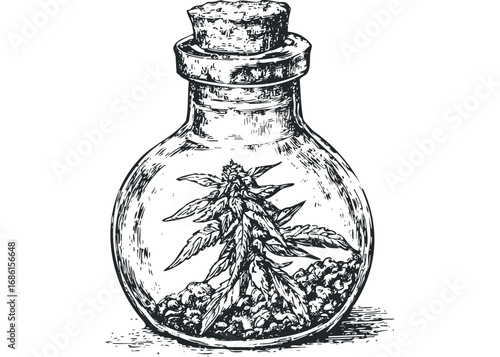 Vintage ink drawing of a cannabis plant specimen in a glass vial with cork stopper. Vector hand drawn illustration