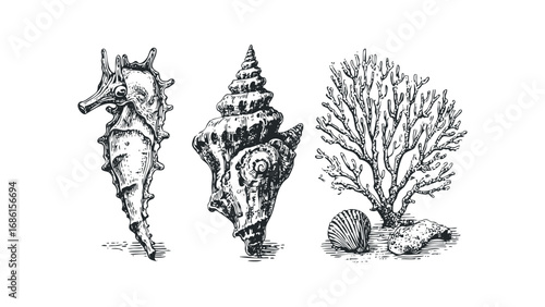 Seahorse, conch shell, branching coral, and scallop on white background. Vector hand drawn illustration