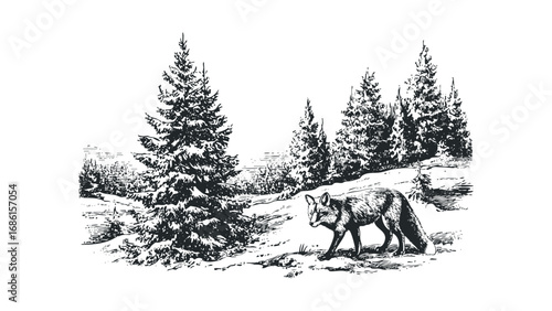 A lone fox walks through a snowy forest with pine trees. Vector hand drawn illustration