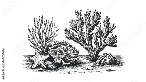 Pen and ink drawing of coral reef elements and a starfish. Vector hand drawn illustration