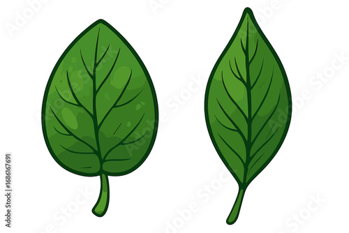 Set of two green leaves vector illustration. Cartoon style foliage icons for eco, bio, and organic design. Fresh plant or spinach leaf isolated on white background. Natural element.