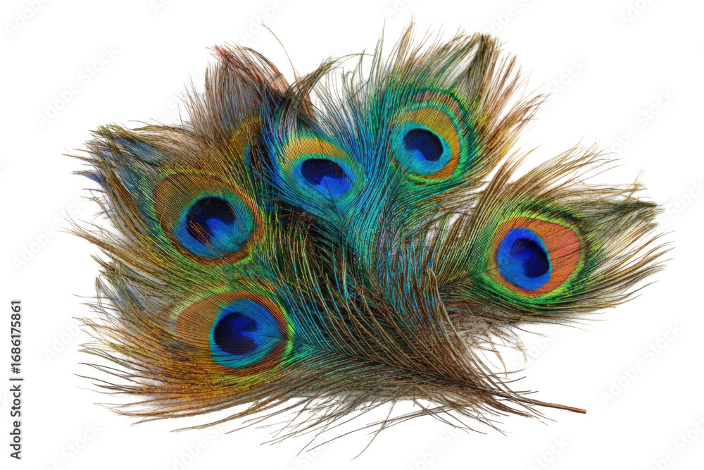 Obraz premium Peacock feather fan close-up