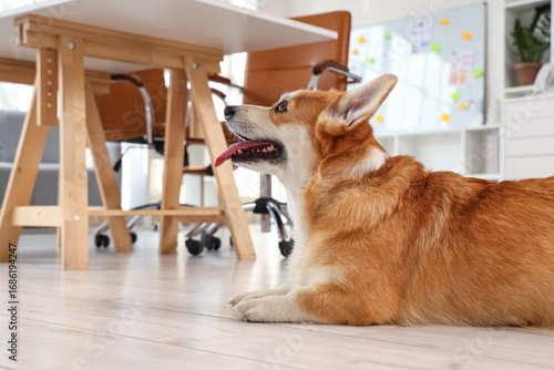 Cute Corgi dog lying on flo...