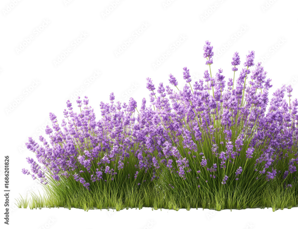 Naklejka premium Lush lavender field against black background