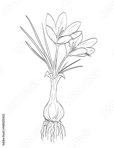 Drawing sketch style illustration of Crocus sativus, saffron crocus or autumn crocus, a species of flowering plant in the iris family Iridaceae used as spice herb done in black and white line art.