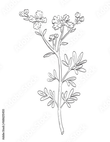 Drawing sketch style illustration of Ruta graveolens, rue, common rue or herb-of-grace, a species of the genus Ruta used as spice herb done in black and white line art on isolated white background.